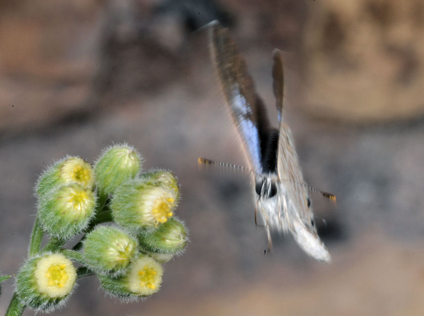 Farfalle, anche in volo!